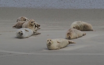 Amrum Juli 2024